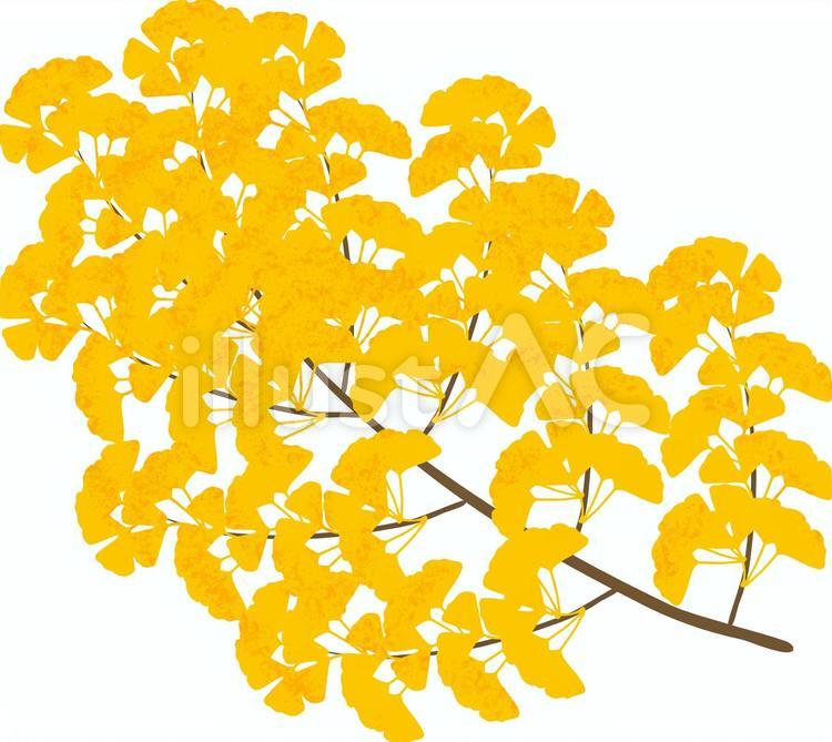 イチョウの枝のイラスト 秋,植物,枝のイラスト素材