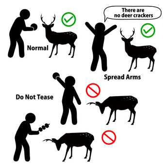 日本の鹿に対する鹿せんべい作法のセット 鹿,日本,観光客,マナー,作法,鹿せんべい,お辞儀,コミュニケーション,安全,ルールのイラスト素材