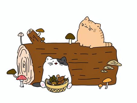 猫とキノコ