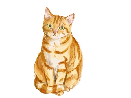 猫 猫,茶トラ,ペット,リアル,手描きのイラスト素材