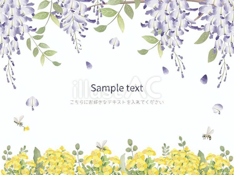 菜の花と藤の花 藤,花,菜の花のイラスト素材