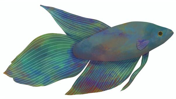 トラディショナルベタのオス　水彩 ベタ,魚,淡水魚,ペット,ペットショップ,水彩,トラディショナル,カラフル,オスのイラスト素材