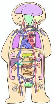 全身の循環② 循環,動脈,静脈,内臓,血液,血流のイラスト素材