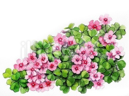 イモカタバミの花