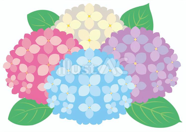 アジサイ4色01（水桃紫白）_25 あじさい,アイコン,紫陽花のイラスト素材