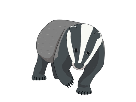 ヨーロッパアナグマ（前進） ヨーロッパアナグマ,アナグマ,動物,ヨーロッパ,前進のイラスト素材