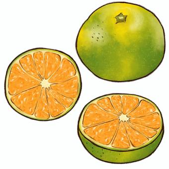Illustration, early life, mandarin orange, wenzhou, 
