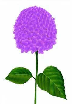 Illustration, flower, hydrangea, plant, 