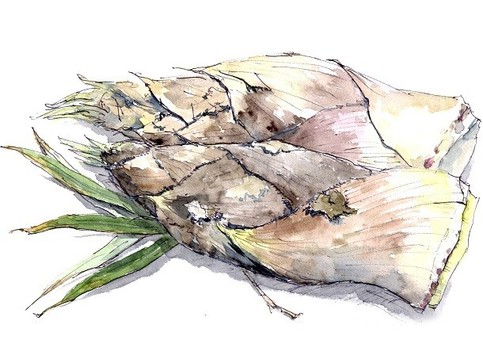 竹筍, JPG 和 PNG 竹筍, 根莖, 美味, 折騰葉芽, JPG 和 PNG