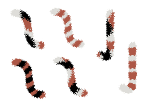 しっぽセット1 しっぽ,猫,尾,毛,動物,三毛猫,三毛,ファー,毛皮,尻尾のイラスト素材