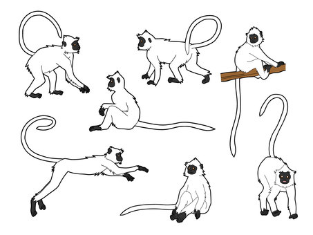 ハヌマンラングール７種 ハヌマンラングール,動物園,野生動物,アジア,猿,樹上,可愛い,尻尾,正面顔,横顔のイラスト素材