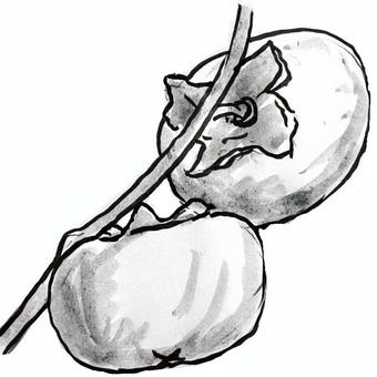 柿 柿 柿,秋,果物,実り,摘む,柿狩り,季節,果樹園,イラスト,塗り絵のイラスト素材