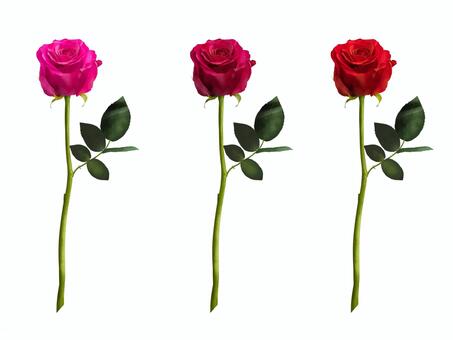 Illustration, rose, flower, leaf, 