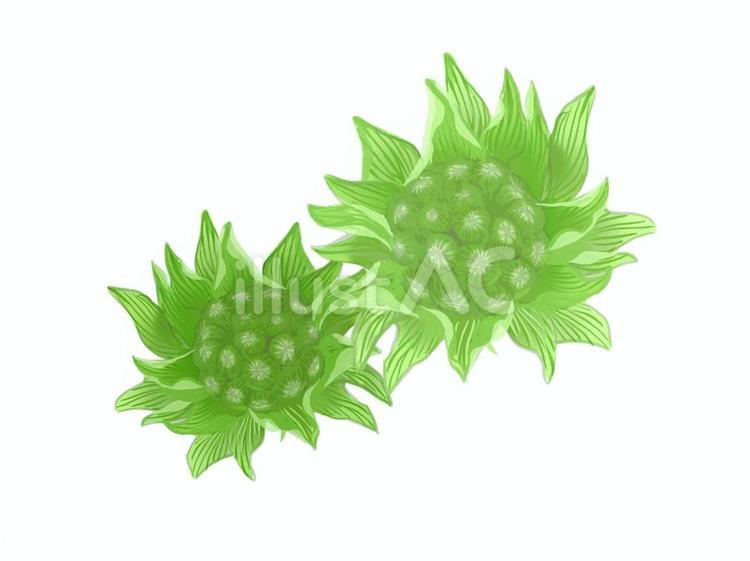 ふきのとう ふきのとう,春,植物のイラスト素材
