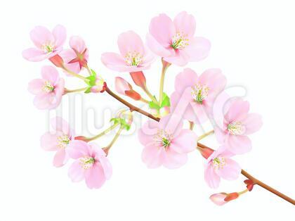 桜の枝