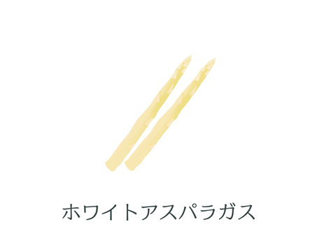 ホワイトアスパラガス（野菜名入り） アスパラガス,ホワイトアスパラガス,野菜,はかま,春野菜,食材,緑黄色野菜,茎,キジカクシ科,北海道のイラスト素材