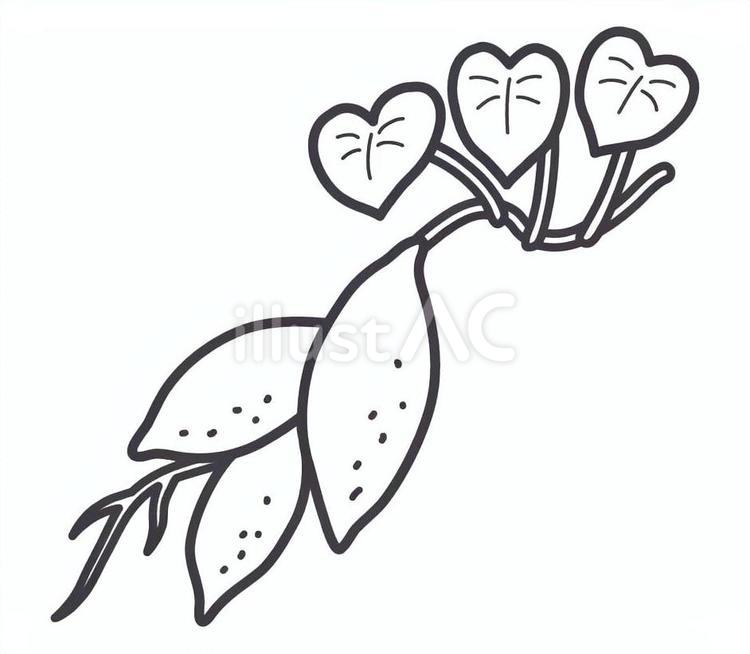 葉とツルのついたさつまいも　モノクロ さつまいも,葉,ツルのイラスト素材