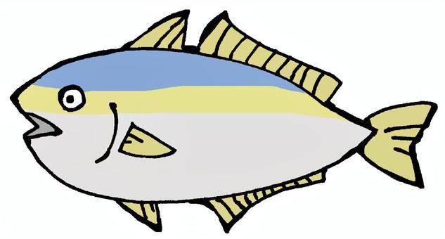 ブリ 鰤,ブリ,魚,海,自然,海産物,食材,海の幸,漁業,水揚げのイラスト素材