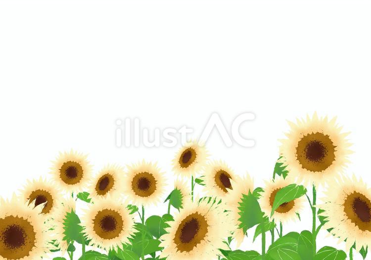 白っぽいひまわり畑の背景（背景透過） ひまわり,ヒマワリ,向日葵のイラスト素材