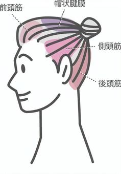頭部の筋肉 帽状腱膜,前頭筋,側頭筋,後頭筋,頭部,名称,図解のイラスト素材