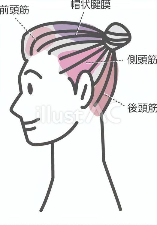 頭部の筋肉 帽状腱膜,前頭筋,側頭筋のイラスト素材