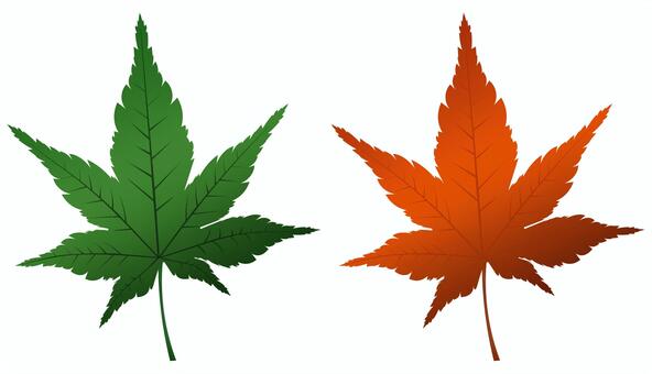 もみじの葉2種（緑・紅葉） もみじ,紅葉,秋,葉,葉っぱ,植物,自然,和風,素材,背景のイラスト素材