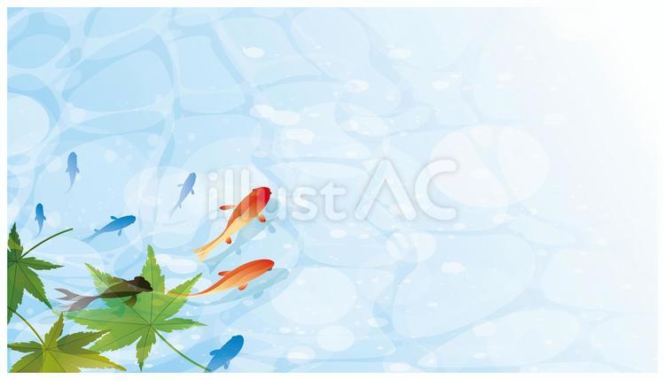 夏の金魚と水面背景 新緑,夏,夏季のイラスト素材