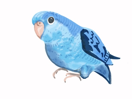サザナミインコ サザナミインコ,インコ,小鳥,ペット,手描きのイラスト素材