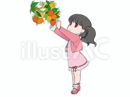 みかん狩り、蜜柑の収穫をする小さな女の子