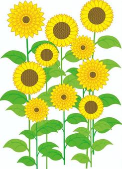 Sunflower 2_014, JPG, PNG and AI Sunflower 2_014, sunflower, summer, flower, JPG, PNG and AI
