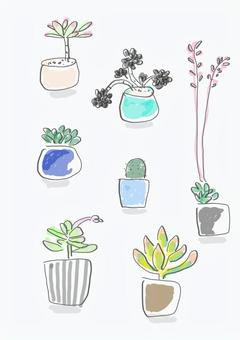succulent plants, succulent plants, ,