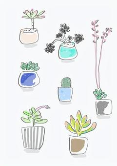 Illustration, succulent plants, hand drawn, simple, 