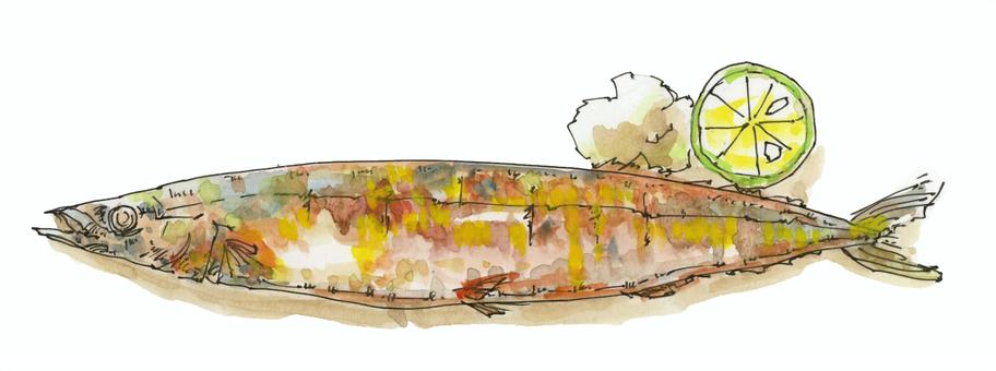 サンマ塩焼き サンマ,塩焼き,魚,和食,すだち,肴,水彩のイラスト素材