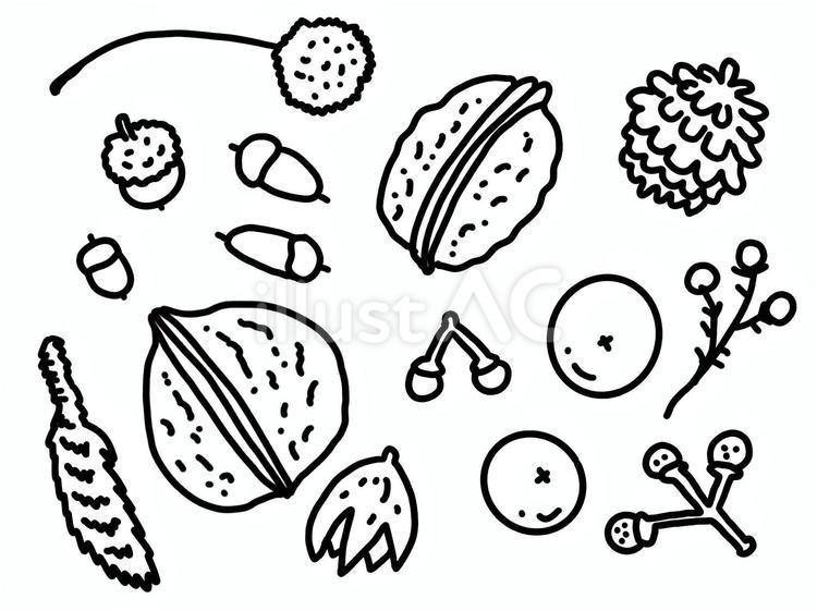 木の実 木の実,どんぐり,くるみのイラスト素材