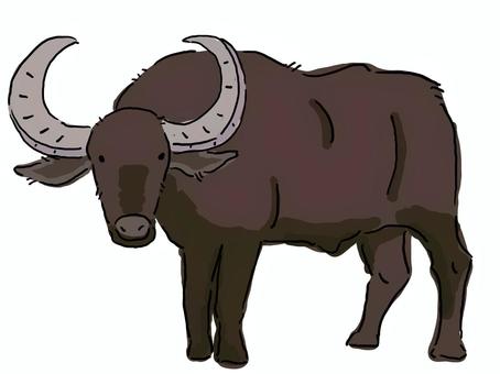 Asian buffalo, Asian buffalo, asian buffalo, buffalo, tiny,