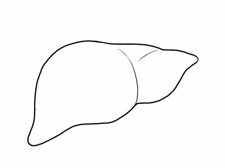 肝臓線画 肝臓線画 肝臓,内臓,人体,手描き,臓器,医療,沈黙の臓器,線画のイラスト素材
