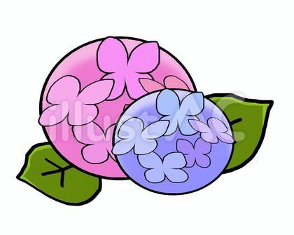 アジサイ ピンクと紫