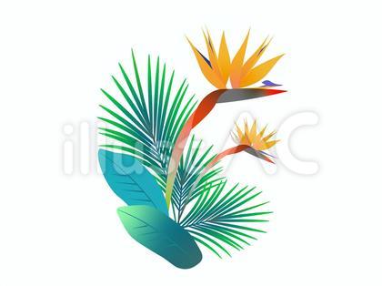 極楽鳥花イラスト