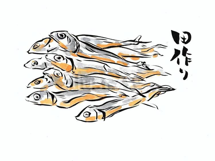 筆文字　おせち料理　田作り 筆文字,田作り,おせち料理のイラスト素材