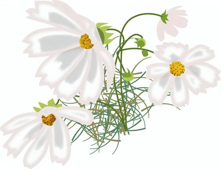 コスモス　　 コスモス,花,咲く,きれい,花びら,植物,秋,リアル,白のイラスト素材