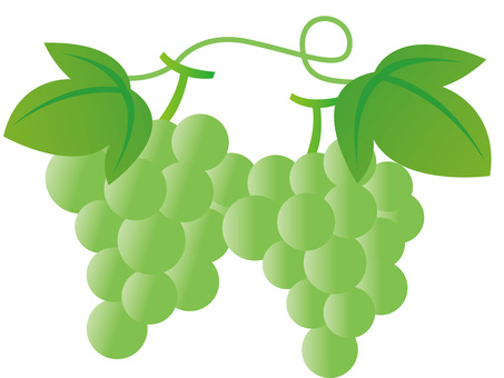 Illustration, fruits, muscat, grape, 