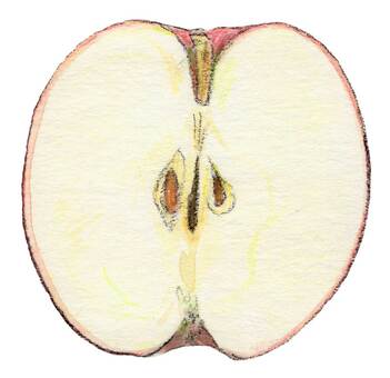 Apple cross section, , JPG and PNG