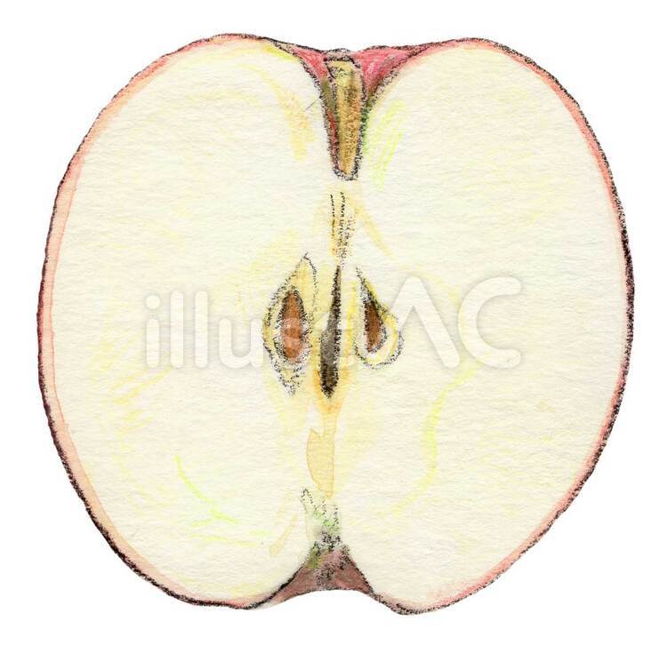 りんご断面 りんご,リンゴ,秋のイラスト素材
