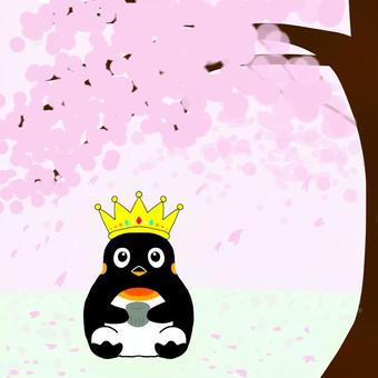 King penguin watching cherry blossoms, JPG King penguin watching cherry blossoms, cherry-blossom viewing, king penguin, penguin, JPG