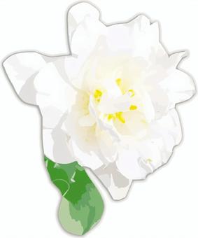 Illustration, peony root, white, flower, 
