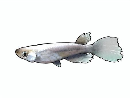 改良メダカ【森の妖精】 メダカ,めだか,改良メダカ,森の妖精,魚のイラスト素材