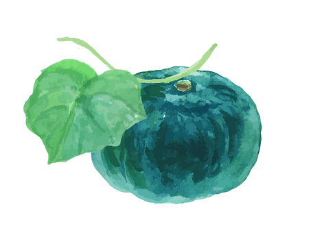 水彩のリアルでシンプルなカボチャ かぼちゃ,カボチャ,野菜,秋,食べ物,水彩,水彩絵の具,手描き,手書き,白背景のイラスト素材
