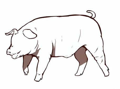 Duroc, pig, a pig, lid, JPG and PNG