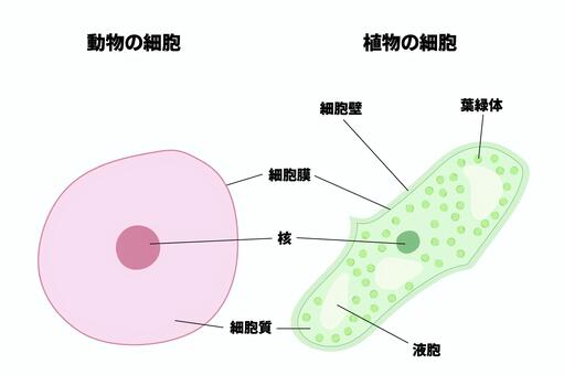 簡単な動物細胞と植物細胞のイラスト図 細胞,動物,植物,細胞壁,細胞膜,核,葉緑体,液胞,細胞質,解説のイラスト素材
