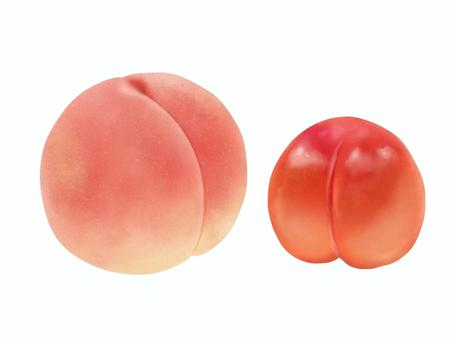 Illustration, peach, sumomo, fruit, 